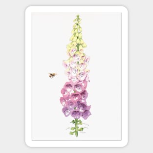 Foxglove and Bee Sticker